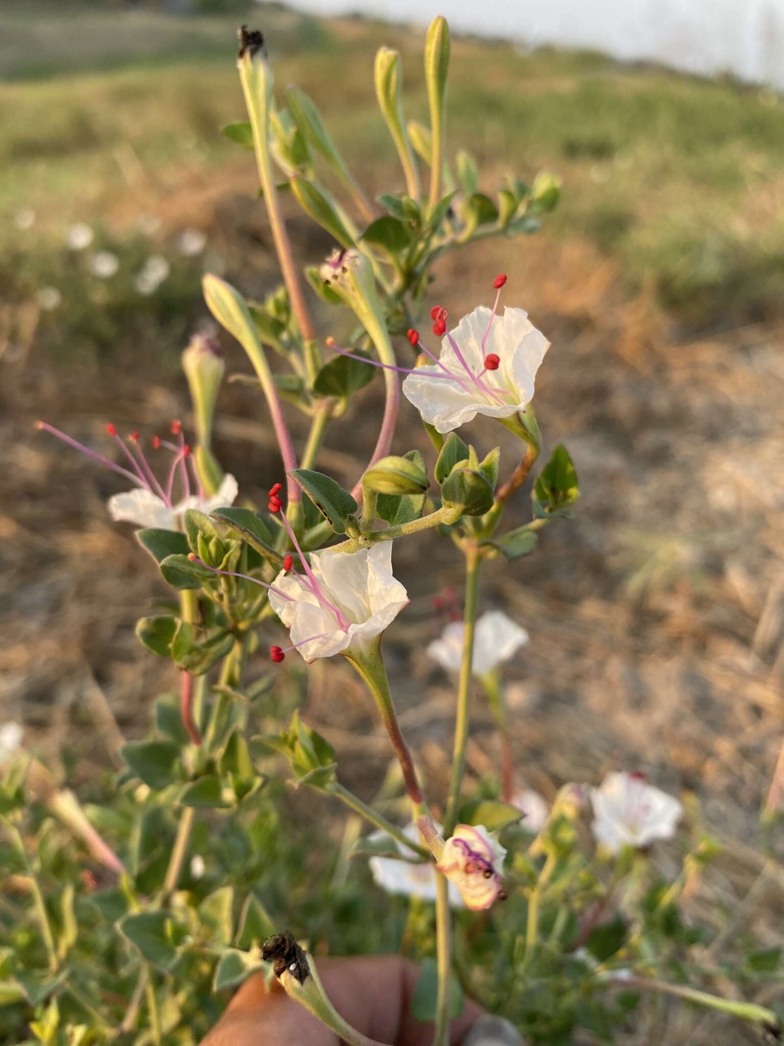 Acleisanthes obtusa (Choisy) Standl. resmi