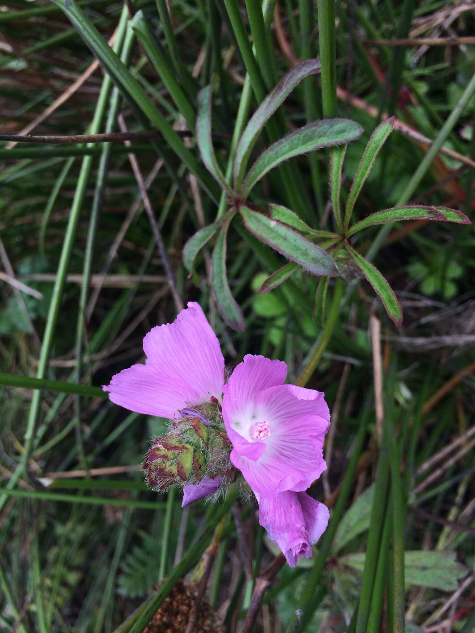 Image of annual checkerbloom
