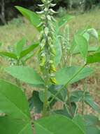 Image of Crotalaria pallida var. pallida