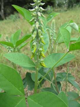 Image of Crotalaria pallida var. pallida