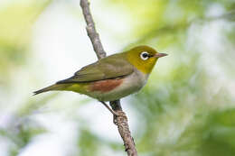 Image of Chestnut-flanked White-eye