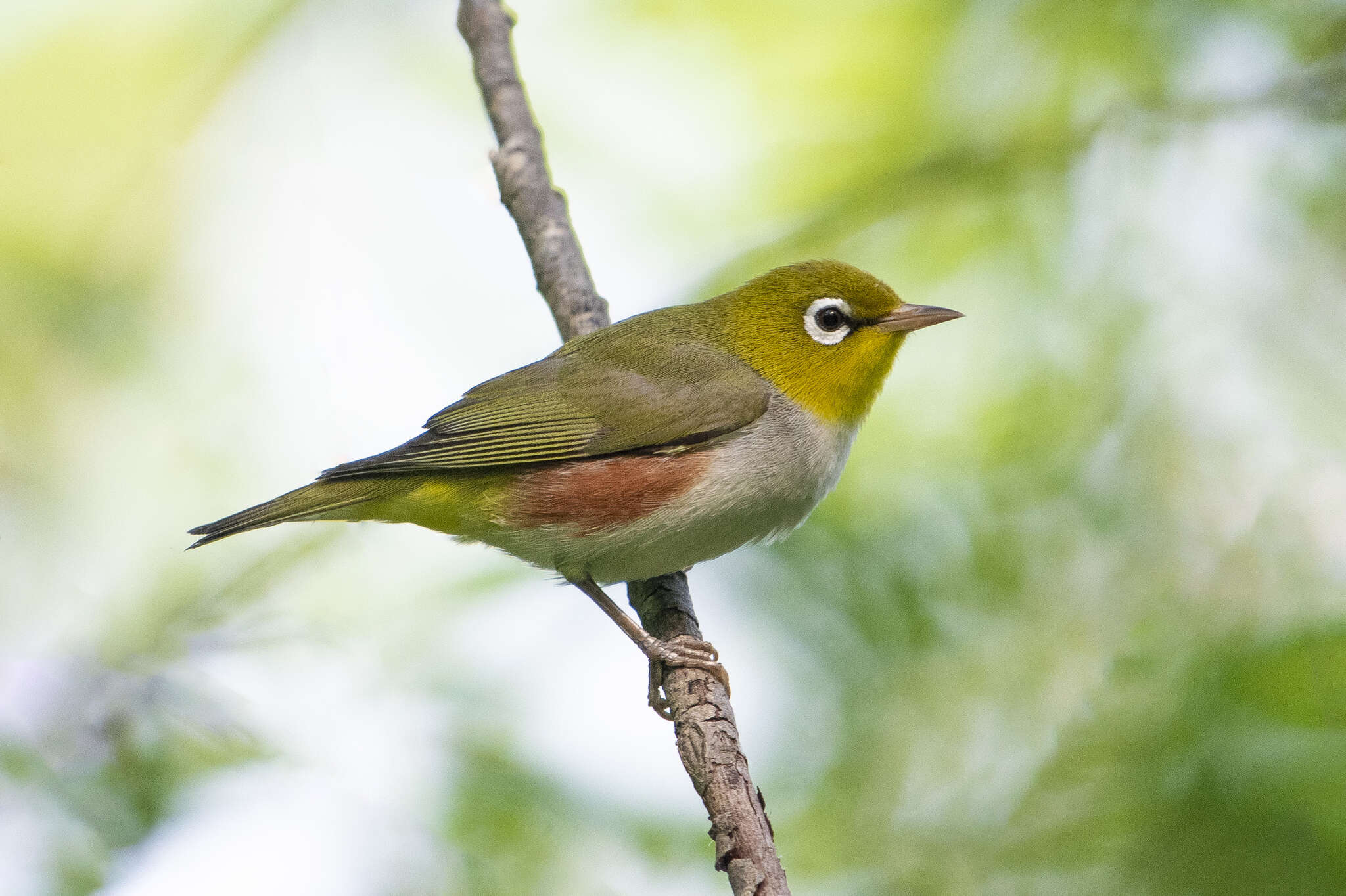 Image de Zostérops à flancs marron