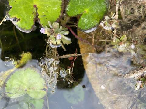 Image of Indian Marshweed