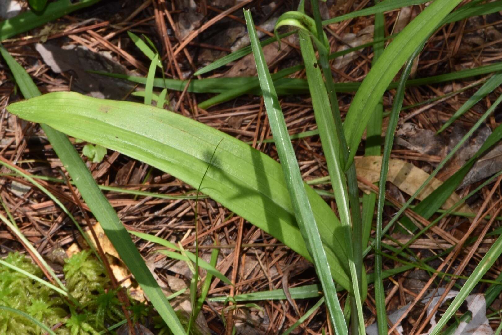 Image of Chapman's Fringed Orchid