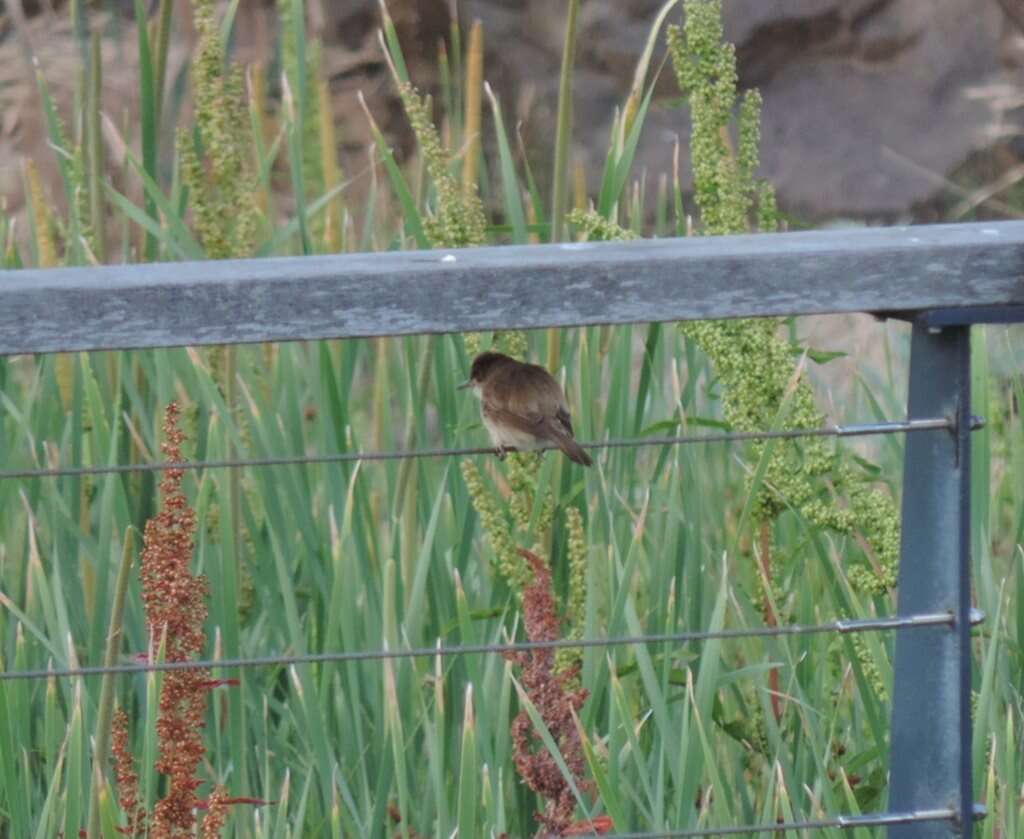 Image of Australian Reed Warbler