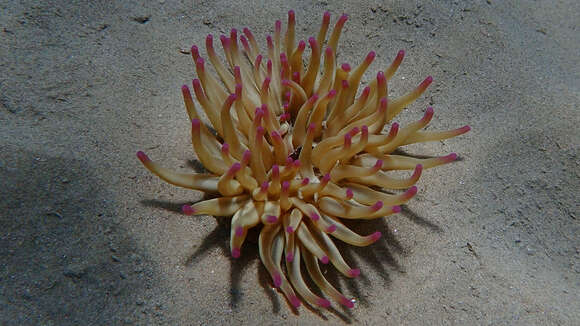 Image of Golden anemone