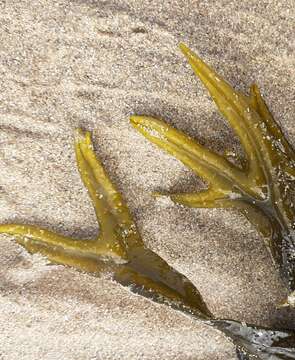 Image of Fucus ceranoides