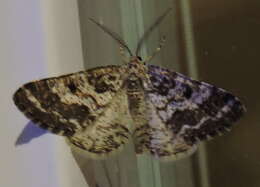 Image of Powder Moths