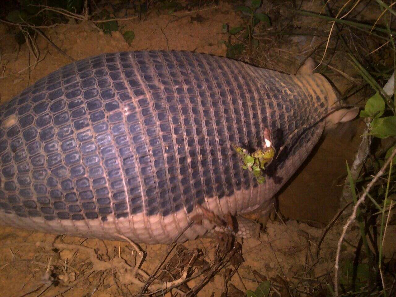 Image of giant armadillo