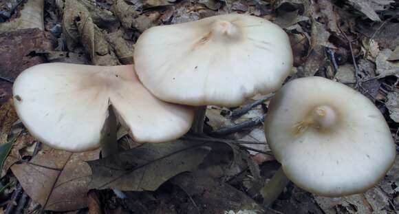 Image of Entoloma strictius (Peck) Sacc. 1887