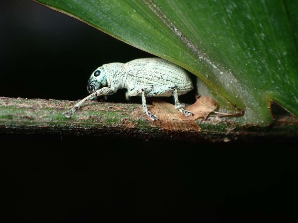 Image of Eugnathus distinctus Roelofs 1873