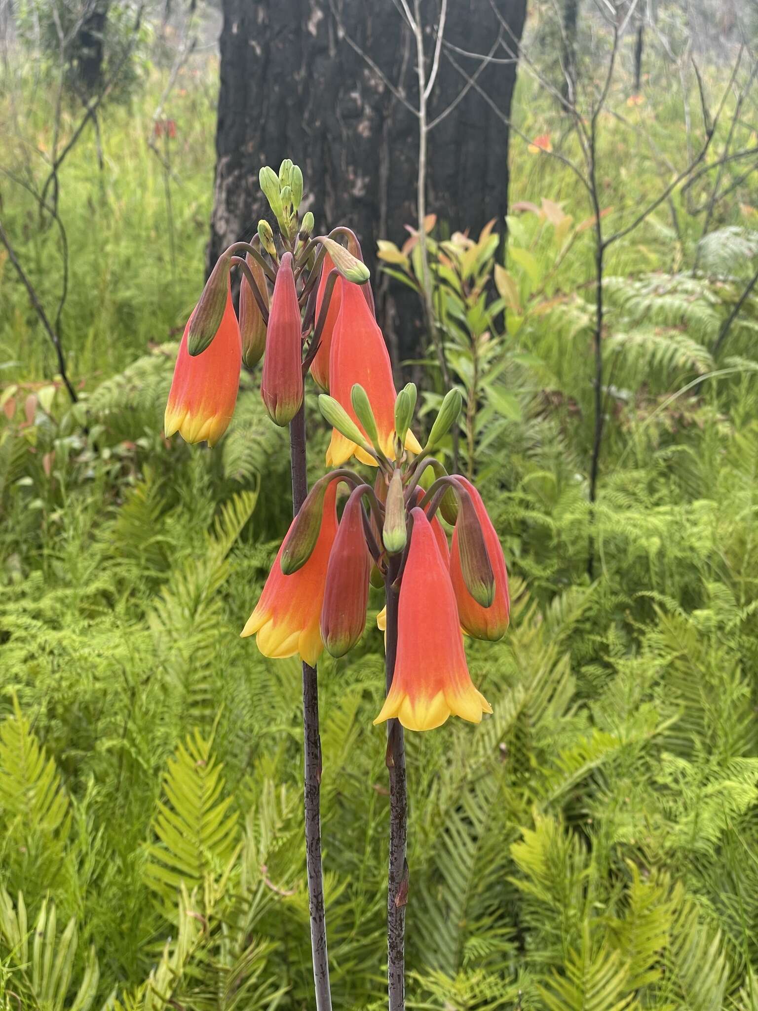 Слика од Blandfordia grandiflora R. Br.