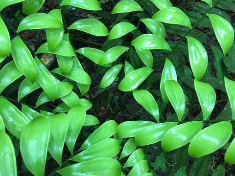 Image of Zamia pseudomonticola L. D. Gómez ex D. W. Stev. & Sabato