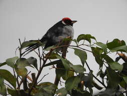 Image of Red-capped Cardinal