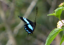 Image de Papilio oribazus Boisduval 1836