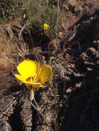 Image of goldenbowl mariposa lily