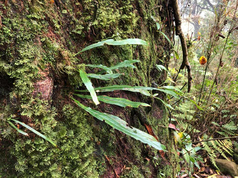 Imagem de Asplenium ensiforme Wall.