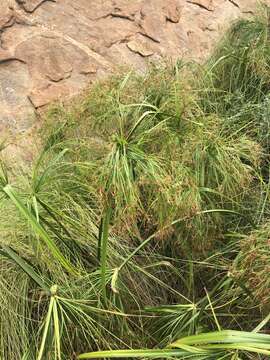 Image of Cyperus leptocladus Kunth