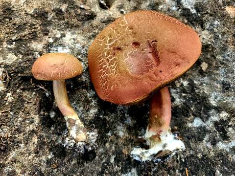 Boletus paulae J. García, Singer & F. Garza-Ocañas 2013的圖片