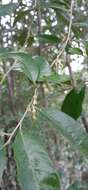 Image de Planchonella myrsinifolia (F. Muell.) Swenson, Bartish & Munzinger