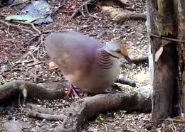 Image of Lined Quail-Dove