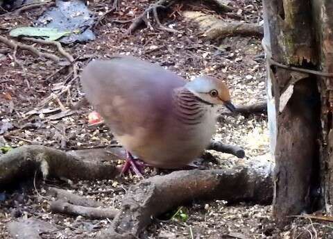 Image of Lined Quail-Dove