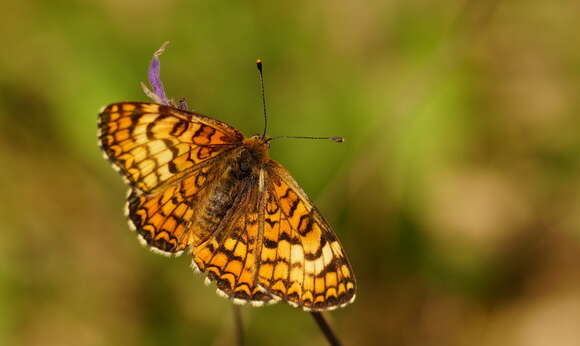 Plancia ëd <i>Melitaea deione</i>