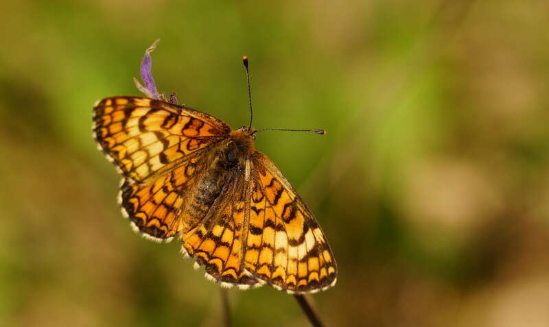 Plancia ëd <i>Melitaea deione</i>