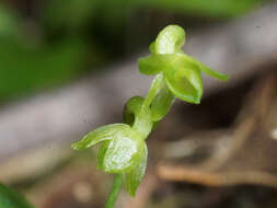 Imagem de Angraecum sacciferum Lindl.