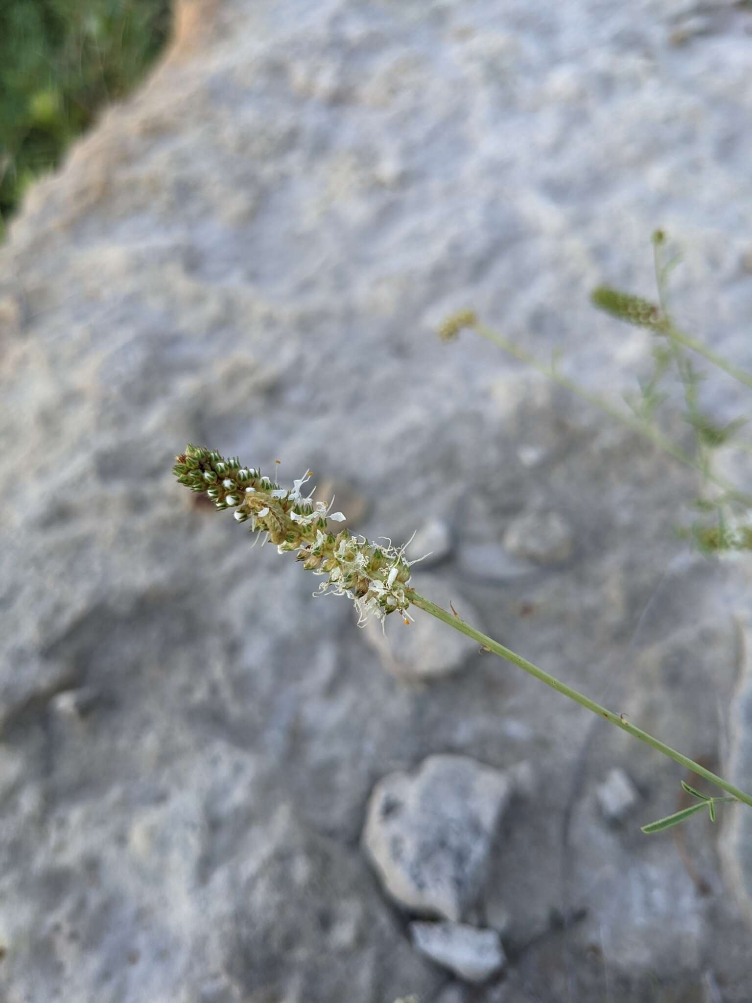 Image of white prairie clover