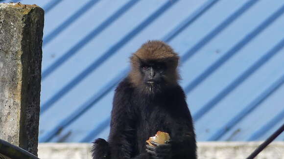 Image of Black Leaf Monkey