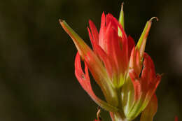 Image of Organ Mountain Indian paintbrush