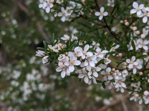 Image de Cyanothamnus anemonifolius