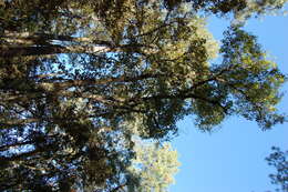 Слика од Quercus castanea Née