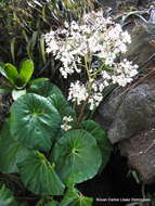 Image de Begonia nelumbiifolia Schltdl. & Cham.