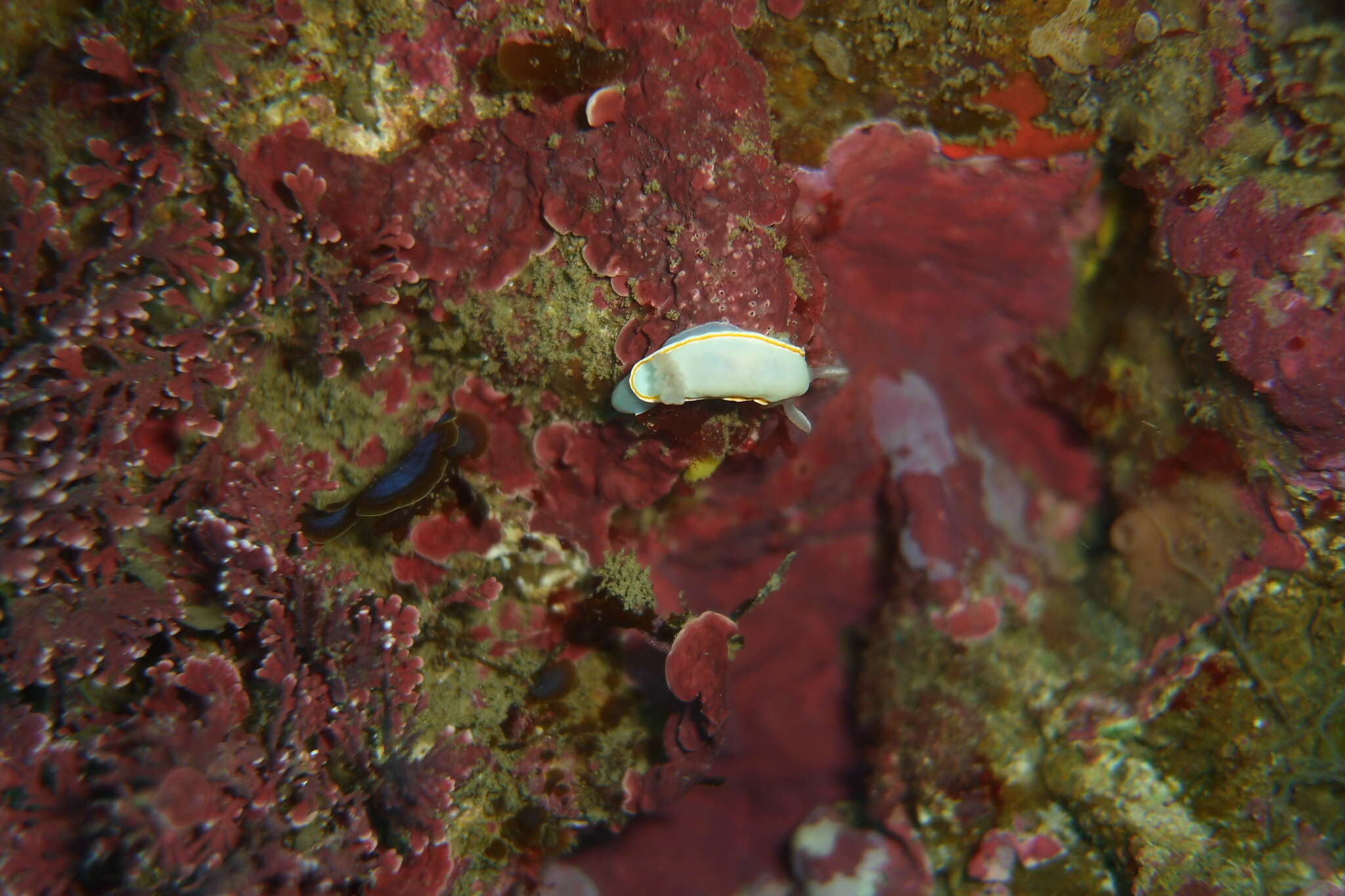 Image of Goniobranchus aureomarginatus (Cheeseman 1881)