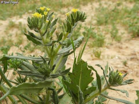 Arnebia decumbens (Vent.) Coss. & Kral.的圖片