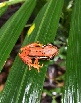 Image of Mitchell's Reed Frog