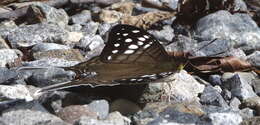 Image of Dappled Daggerwing