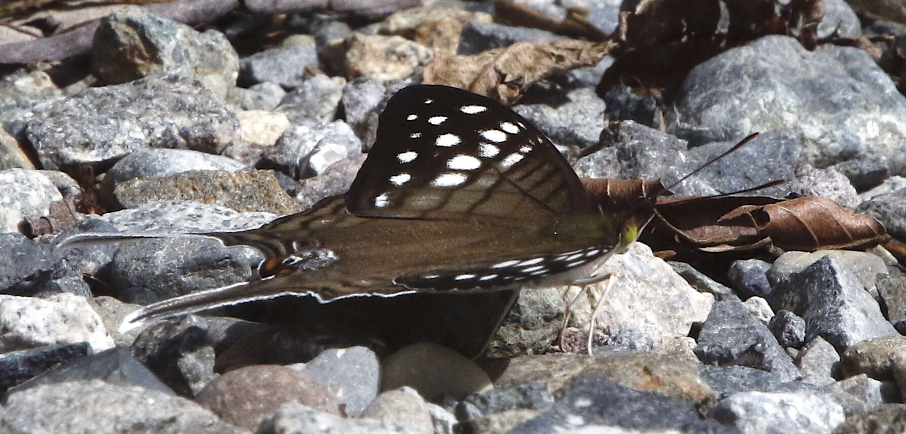 Image of Dappled Daggerwing