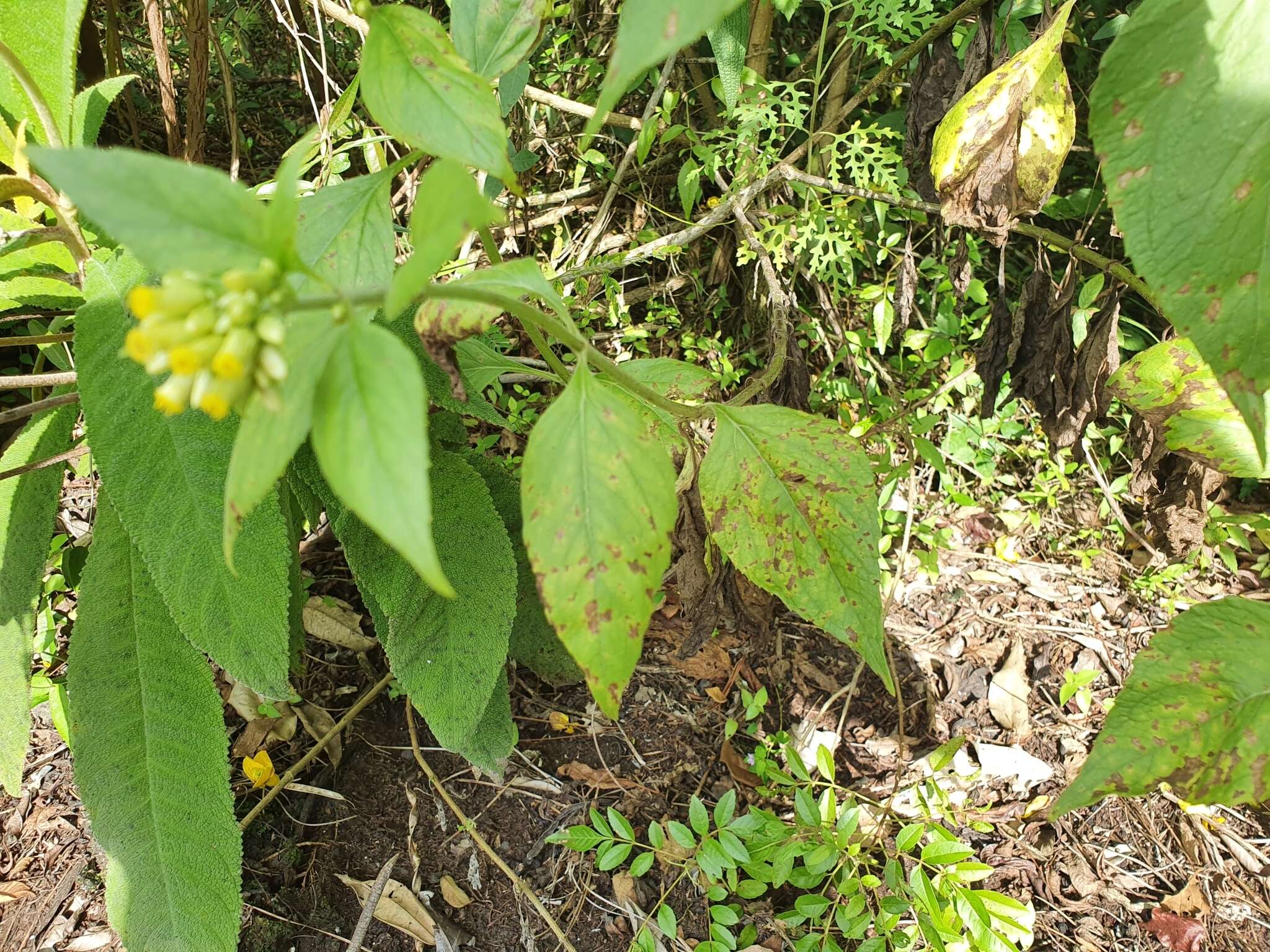 Schistocarpha eupatorioides (Fenzl) O. Kuntze resmi