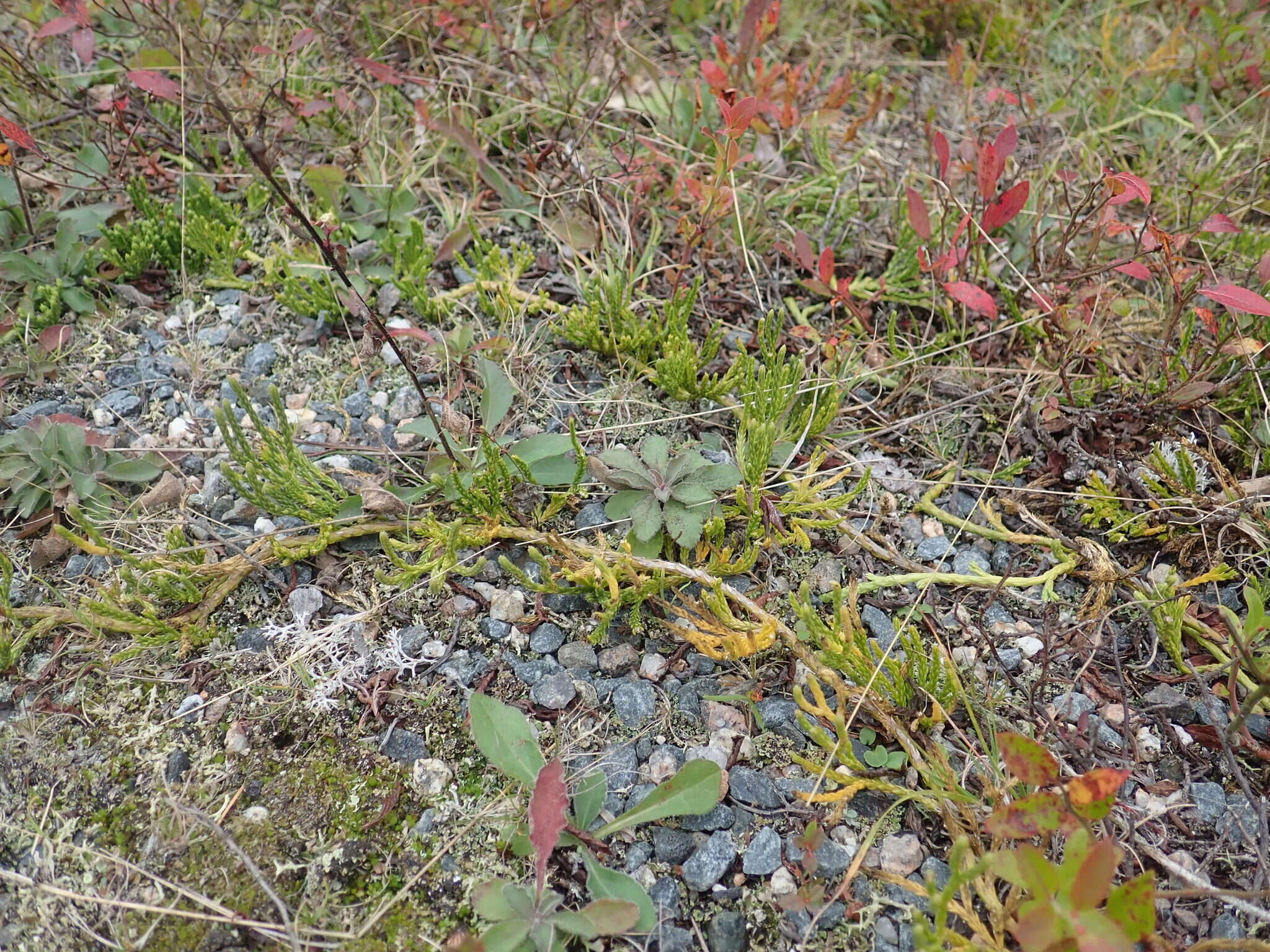 Image of savinleaf groundpine