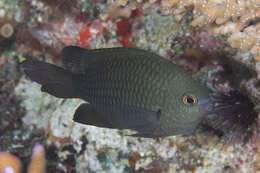 Image of Blue-green damselfish