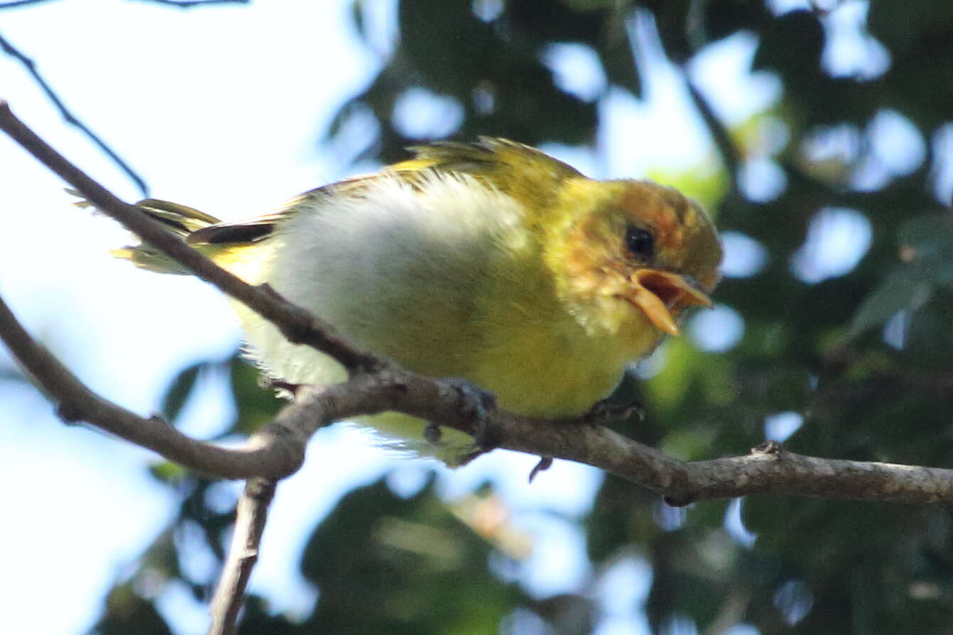 Image of Rufous-headed Tanager