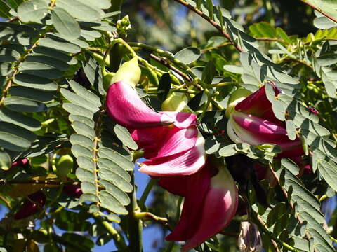 Слика од Sesbania grandiflora (L.) Pers.