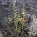 Image of Verbascum cystolithicum (Pettersson) Huber-Morath