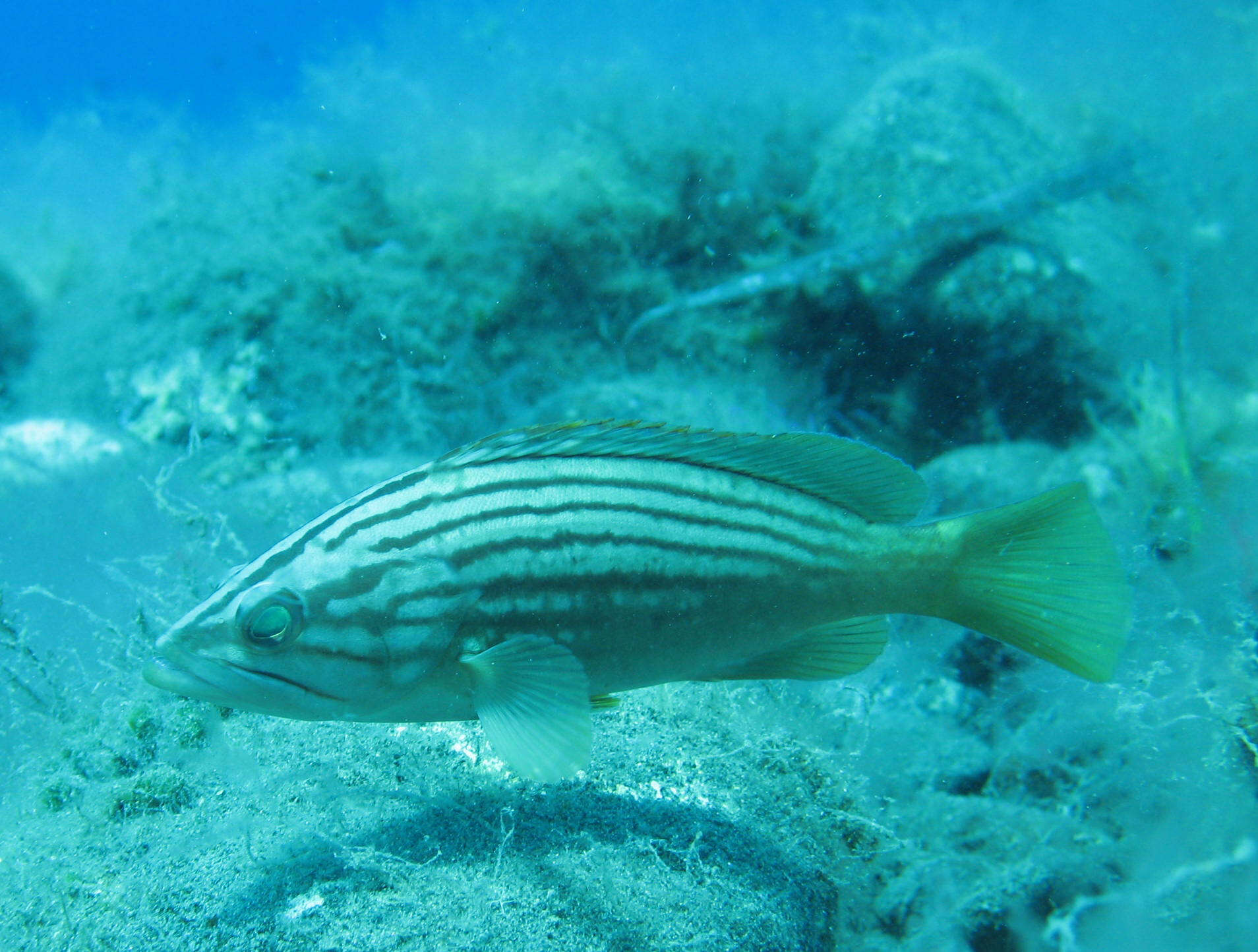 Imagem de Epinephelus costae (Steindachner 1878)