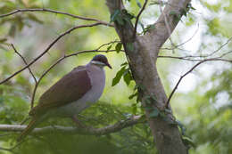 Image of Key West Quail-Dove