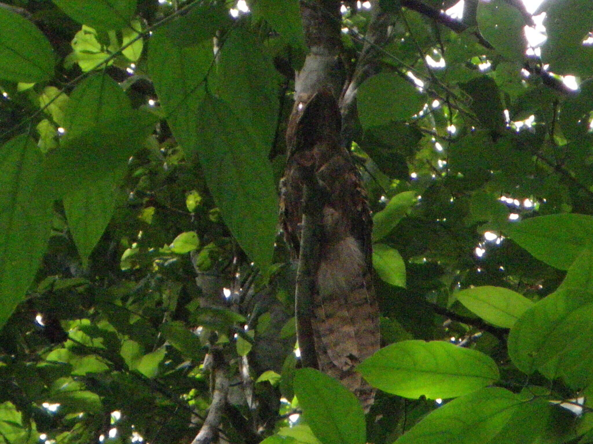 Image of Long-tailed Potoo