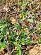 Imagem de Barleria prionitis subsp. ameliae (A. Meeuse) R. K. Brummitt & J. R. I. Wood